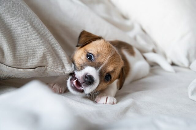 Mamãe dá um cachorrinho para o filho no Natal, horror com o que acontece semanas depois 
