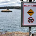 Menino australiano lutando pela vida após ataque de tubarão, resgatado por amigos nas águas do porto de Sydney