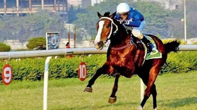 Miss American Pie para o Troféu Mulraj Goculdas
