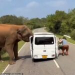 Momento em que turistas aterrorizados correm para salvar suas vidas enquanto um elefante destrói seu carro depois que um deles ‘oferece comida’ no Sri Lanka