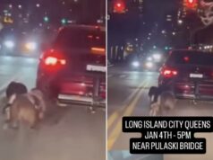 Monstro sem coração arrasta 2 cães atrás do carro na frente de transeuntes chocados em Nova York, vídeos perturbadores Monstro sem coração arrasta 2 cães atrás do carro na frente de transeuntes chocados em Nova York, vídeos perturbadores