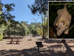 Morcego raivoso encontrado perto da popular trilha de caminhada do SoCal alerta para caminhantes e donos de animais de estimação Morcego raivoso encontrado perto da popular trilha de caminhada do SoCal alerta para caminhantes e donos de animais de estimação