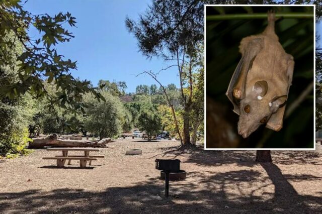Morcego raivoso encontrado perto da popular trilha de caminhada do SoCal alerta para caminhantes e donos de animais de estimação
