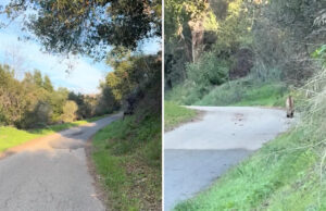 Motociclista captura vídeo incrível de predador selvagem atravessando a trilha: ‘Tão assustador ficar cara a cara’ Yahoo news home