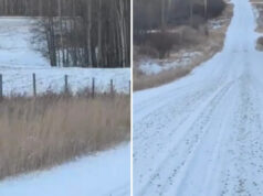 Motorista captura vídeo impressionante de predador selvagem saltando pela estrada: ‘Lindo’ Yahoo news home