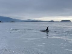 ‘Muito único’: grupo de baleias assassinas visto esfregando a barriga nas rochas da Sunshine Coast de BC Ícone de conversão de texto em fala