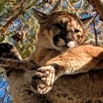 Mulher morta em suposto ataque de leão da montanha enquanto caminhava em uma trilha remota