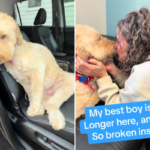 Mulher se filma coletando cachorro de tratadores, horas depois ele se foi