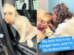 Mulher se filma coletando cachorro de tratadores, horas depois ele se foi Mulher se filma coletando cachorro de tratadores, horas depois ele se foi