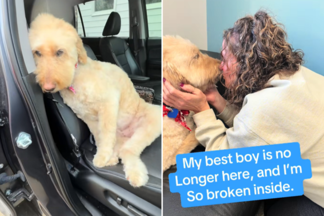 Mulher se filma coletando cachorro de tratadores, horas depois ele se foi
