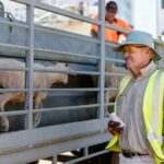 Navios, confinamentos, clubes de futebol desapareceram: agora é tarde demais para reversão de ovelhas ao vivo