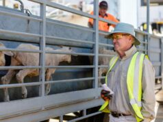Navios, confinamentos, clubes de futebol desapareceram: agora é tarde demais para reversão de ovelhas ao vivo Navios, confinamentos, clubes de futebol desapareceram: agora é tarde demais para reversão de ovelhas ao vivo