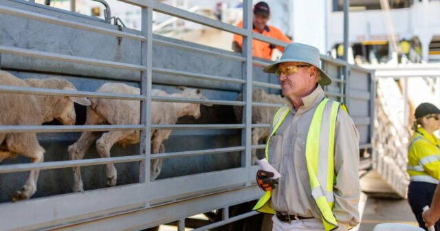 Navios, confinamentos, clubes de futebol desapareceram: agora é tarde demais Navios, confinamentos, clubes de futebol desapareceram: agora é tarde demais para reversão de ovelhas ao vivo