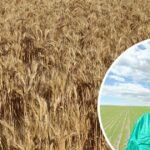 Negócios como sempre, apesar das crescentes preocupações sobre os preços do trigo para 2026