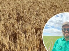 Negócios como sempre, apesar das crescentes preocupações sobre os preços do trigo para 2026 Negócios como sempre, apesar das crescentes preocupações sobre os preços do trigo para 2026