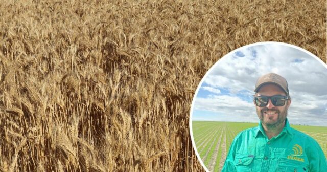 Negócios como sempre, apesar das crescentes preocupações sobre os preços do trigo para 2026
