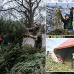 Número de árvores de Natal recicladas na queda do 'Mulchfest' de Nova York, a culpa pode ser da inflação das árvores