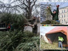 Número de árvores de Natal recicladas na queda do ‘Mulchfest’ de Nova York, a culpa pode ser da inflação das árvores Número de árvores de Natal recicladas na queda do 'Mulchfest' de Nova York, a culpa pode ser da inflação das árvores