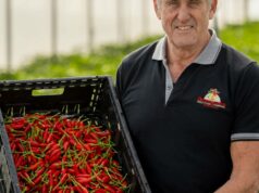 O calor está forte para Fitzgeralds, que estão abrindo caminho na produção de pimenta O calor está forte para Fitzgeralds, que estão abrindo caminho na produção de pimenta