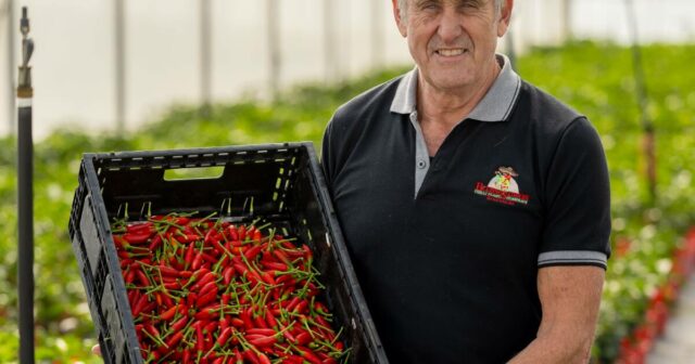 O calor está forte para Fitzgeralds, que estão abrindo caminho na produção de pimenta
