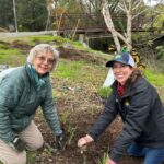 O ecossistema de Contra Costa sendo restaurado, uma planta indígena de cada vez