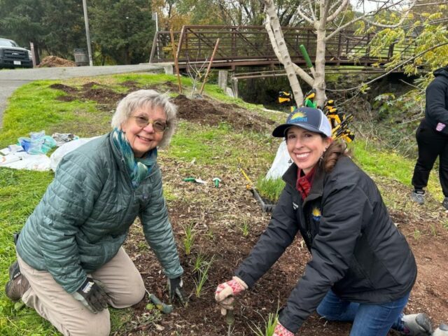 O ecossistema de Contra Costa sendo restaurado, uma planta indígena O ecossistema de Contra Costa sendo restaurado, uma planta indígena de cada vez