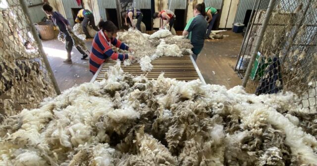 O estado onde produtores e empreiteiros de tosquia podem estar arriscando grandes multas
