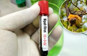 O que é o vírus Nipah? Doença com ‘taxa de mortalidade relativamente alta’ encontrada na Índia Mão enluvada segurando um tubo de amostra de sangue rotulado