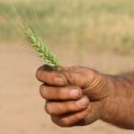 O que farão os produtores de trigo WA, considerando que há um excesso de oferta global?