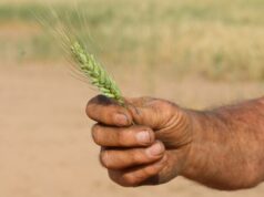 O que farão os produtores de trigo WA, considerando que há um excesso de oferta global? O que farão os produtores de trigo WA, considerando que há um excesso de oferta global?