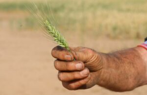 O que farão os produtores de trigo WA, considerando que há um excesso de oferta global? O que farão os produtores de trigo WA, considerando que há um excesso de oferta global?