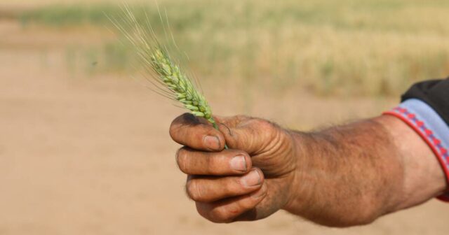 O que farão os produtores de trigo WA, considerando que há um excesso de oferta global?
