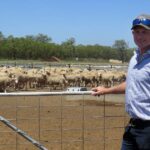 O que fazer e o que não fazer: lições de um alimentador de cordeiro expandindo para 20.000 cabeças