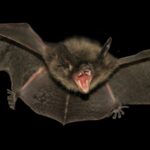 Médicos de quarentena observam a varredura térmica de viajantes de Bengala Ocidental, na Tailândia, no domingo.