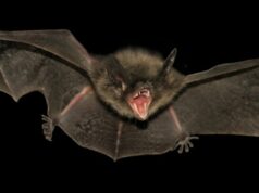 O que saber sobre o vírus mortal Nipah quando o surto atinge a Índia Médicos de quarentena observam a varredura térmica de viajantes de Bengala Ocidental, na Tailândia, no domingo.