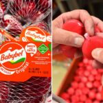 Salgadinhos de queijo Babybel em embalagem de cera vermelha, dispostos em saco de rede.