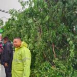 O trânsito em Ciputat ficou congestionado esta manhã devido à queda de árvores, felizmente a evacuação ocorreu rapidamente