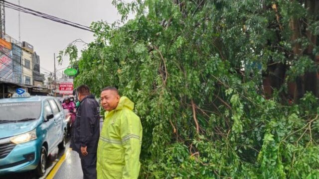 O trânsito em Ciputat ficou congestionado esta manhã devido à O trânsito em Ciputat ficou congestionado esta manhã devido à queda de árvores, felizmente a evacuação ocorreu rapidamente
