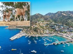 Oh, Deer: o plano de Catalina de abater o rebanho local gera polêmica Oh, Deer: o plano de Catalina de abater o rebanho local gera polêmica