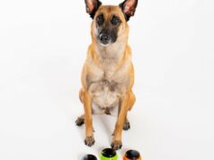 Os cães podem realmente falar com os humanos? Pesquisadores colocam esses caninos inteligentes à prova Ícone de conversão de texto em fala