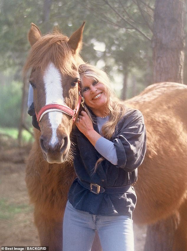 Os dois 'protagonistas' de Bridget Bardot se envolvem em uma A estrela do cinema francês Brigitte Bardot era uma apaixonada por cavalos e animais, tornando-se uma ativista animal