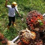 Os preços do óleo de palma de Kalimantan Oriental caem em janeiro de 2026, a pior queda atinge o jovem TBS