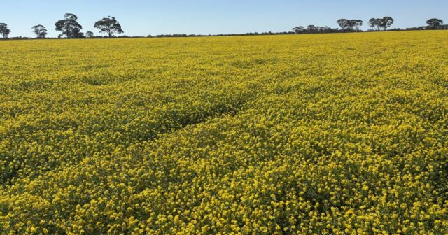 Os produtores experimentam a Trigonella, resolvendo os problemas para a fixação de nitrogênio
