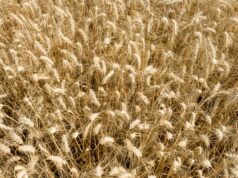 Os três grandes fatores que afetam o comércio de grãos que os produtores devem observar em 2026 Os três grandes fatores que afetam o comércio de grãos que os produtores devem observar em 2026