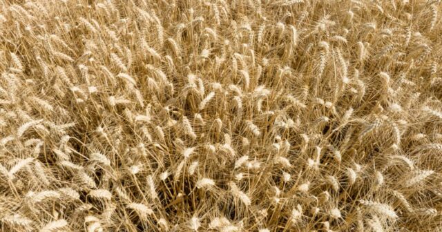 Os três grandes fatores que afetam o comércio de grãos que os produtores devem observar em 2026
