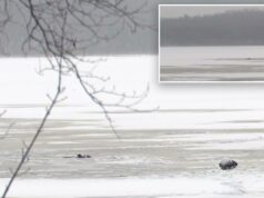 Pai heróico ‘morreu salvando seu filho’, de 6 anos, quando eles caíram no gelo em um lago no interior do estado de Nova York Duas pessoas morreram e duas foram hospitalizadas depois que um snowmobile caiu no gelo em um lago no norte do estado de Nova York.