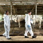 Pele protuberante em Bali; negociar proteções comerciais agora é quase impossível