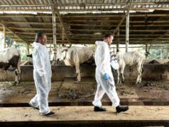 Pele protuberante em Bali; negociar proteções comerciais agora é quase impossível Pele protuberante em Bali; negociar proteções comerciais agora é quase impossível