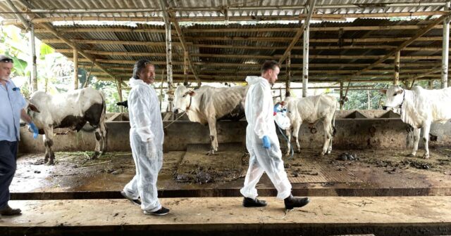 Pele protuberante em Bali; negociar proteções comerciais agora é quase impossível
