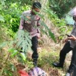 Pensei que fosse um pacote de carcaças de animais perto da praia de Ambon, mas descobri que era o corpo de um bebê!